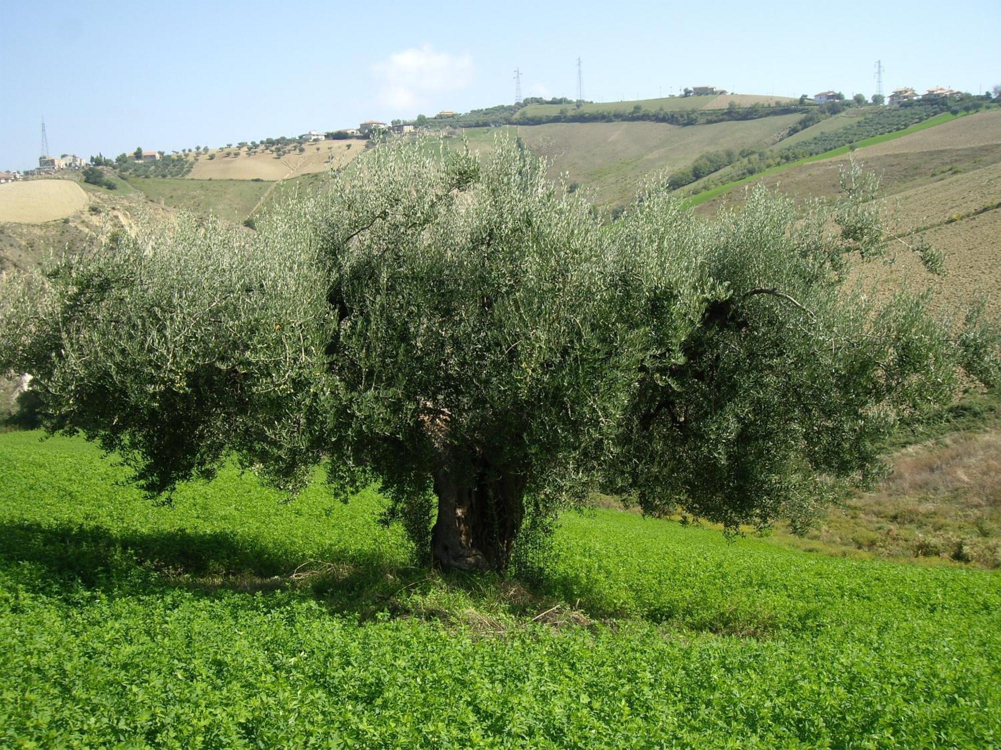 Agriturismo Il Borgo Degli Ulivi Розето дели Абруци Екстериор снимка