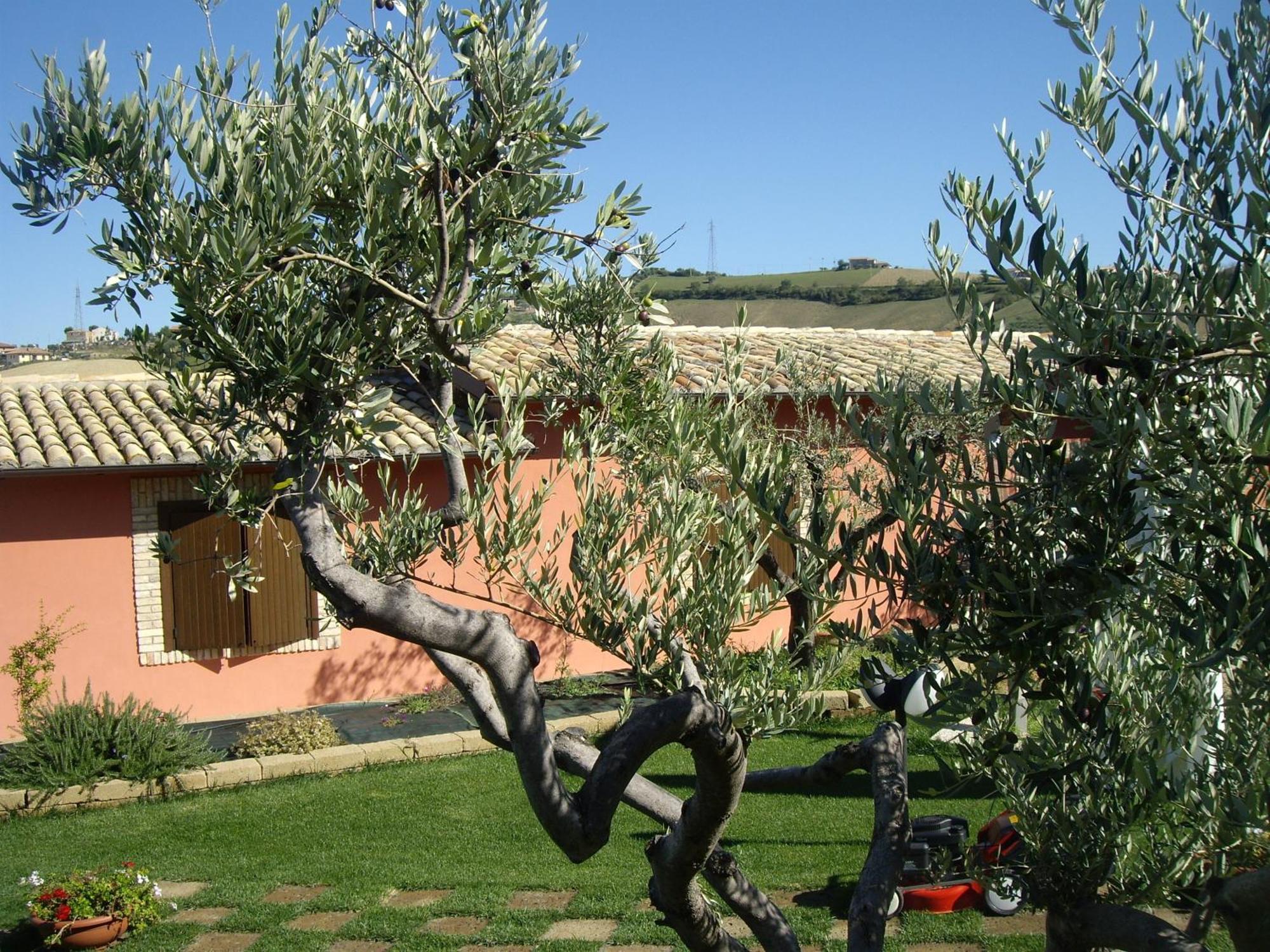 Agriturismo Il Borgo Degli Ulivi Розето дели Абруци Екстериор снимка