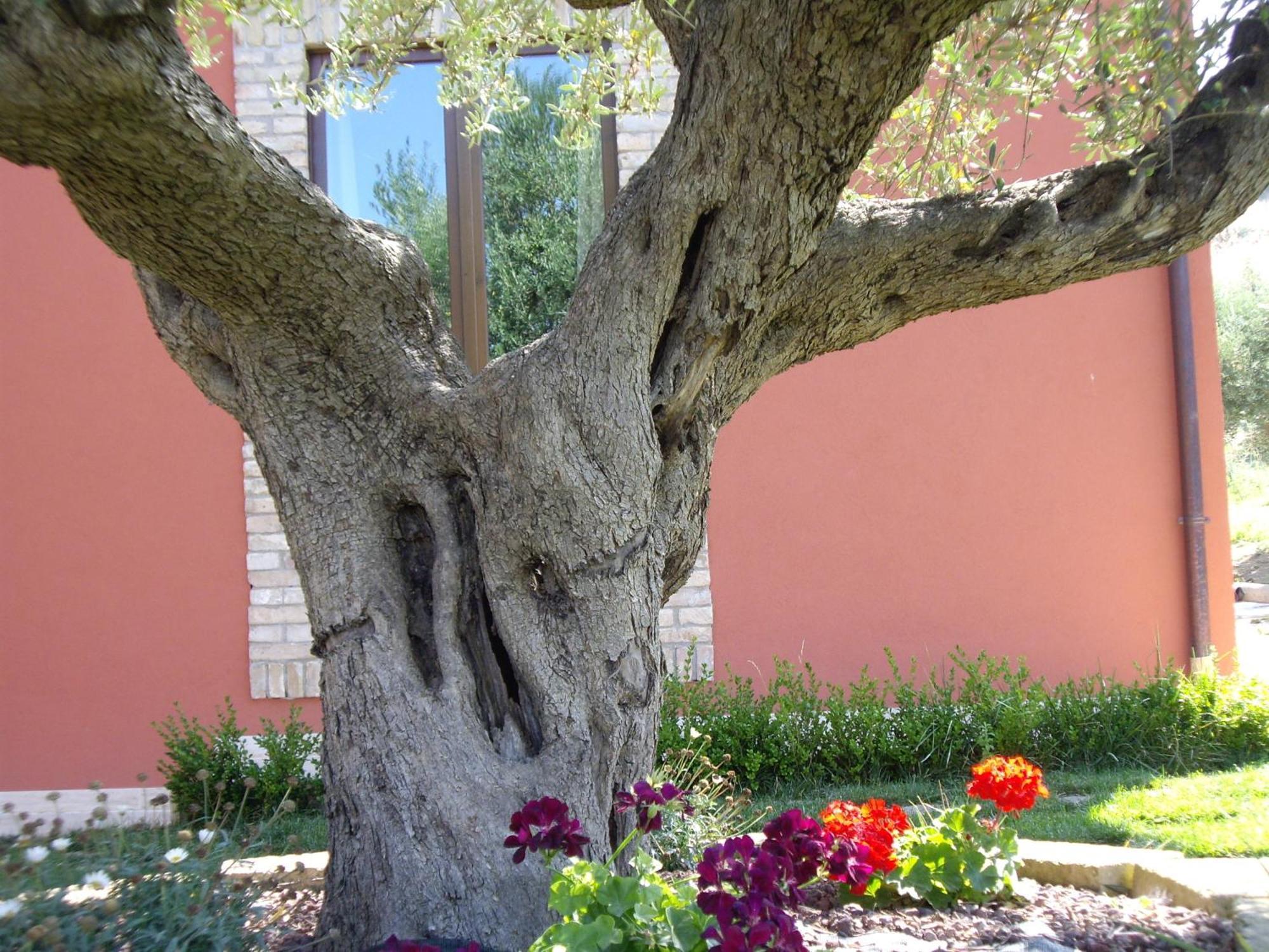 Agriturismo Il Borgo Degli Ulivi Розето дели Абруци Екстериор снимка